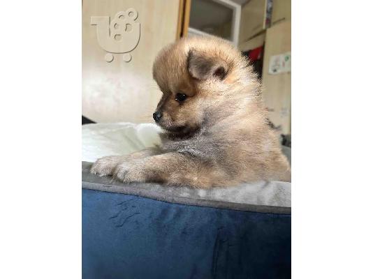 PoulaTo: Pomeranian